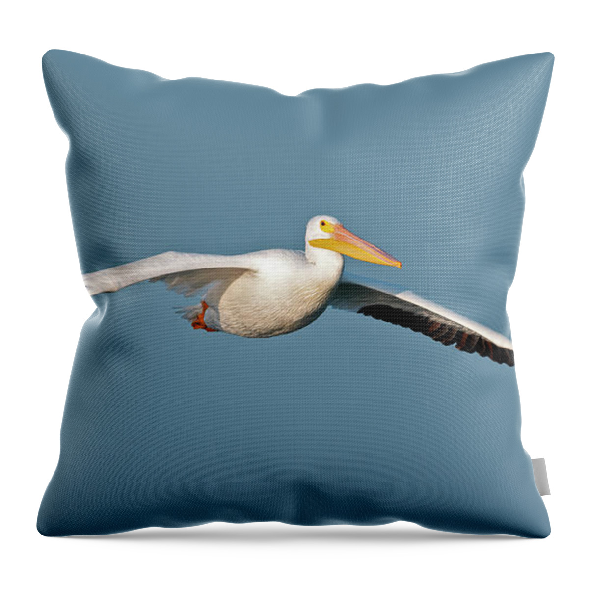 Pelican Throw Pillow featuring the photograph Pelican Gliding in by Gary Langley