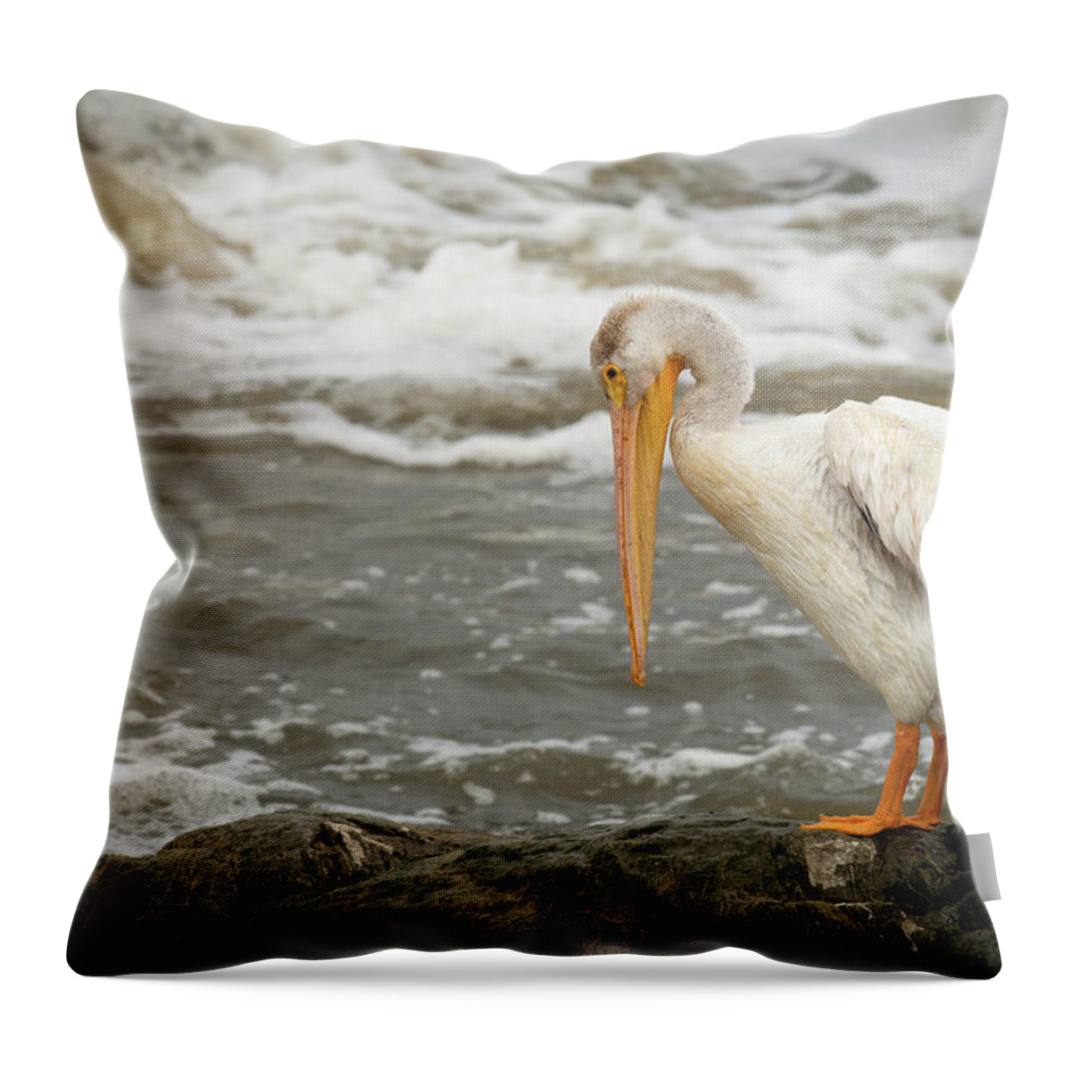 Animal Throw Pillow featuring the photograph Pelican Posing by Paul Freidlund