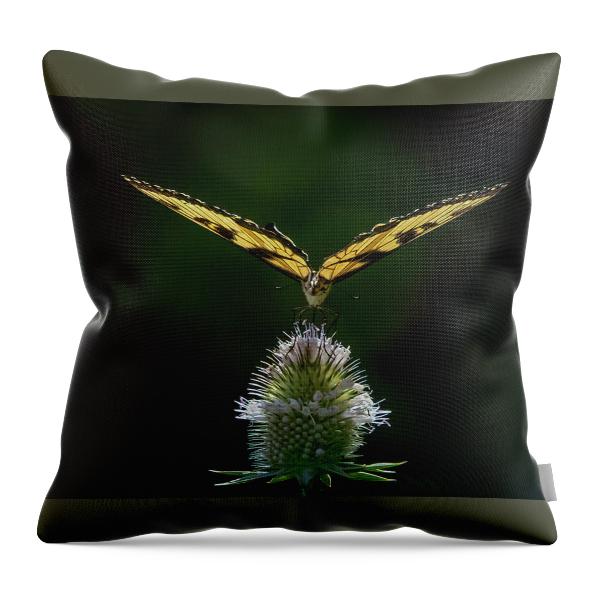 Butterfly Throw Pillow featuring the photograph Perfect Landing by Ray Silva