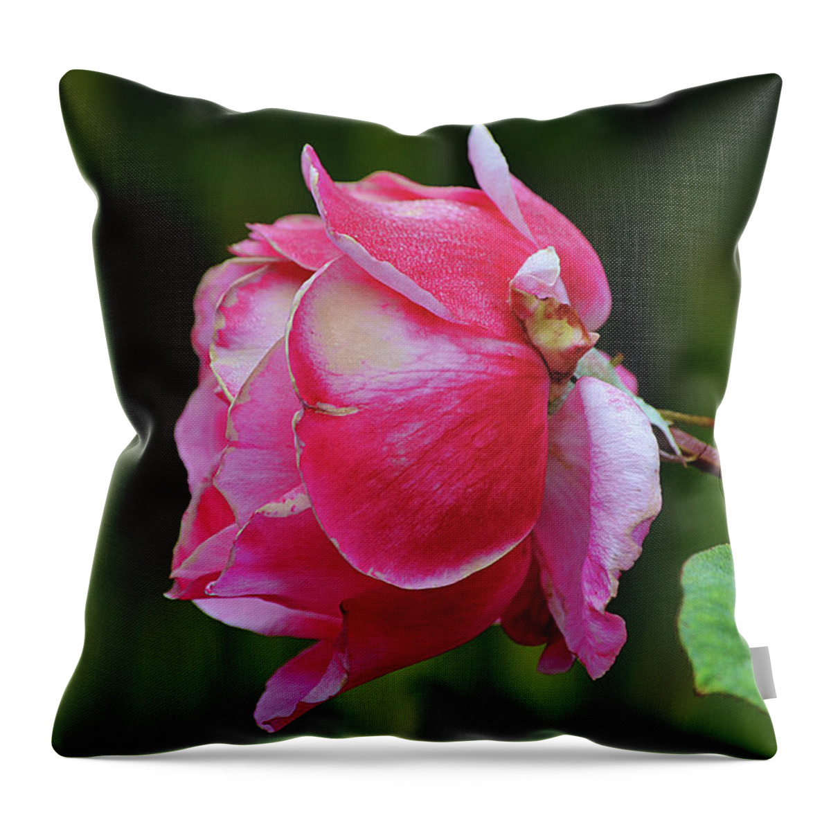 Rose Throw Pillow featuring the photograph Perfect Not Perfect Pink Rose by Gaby Ethington