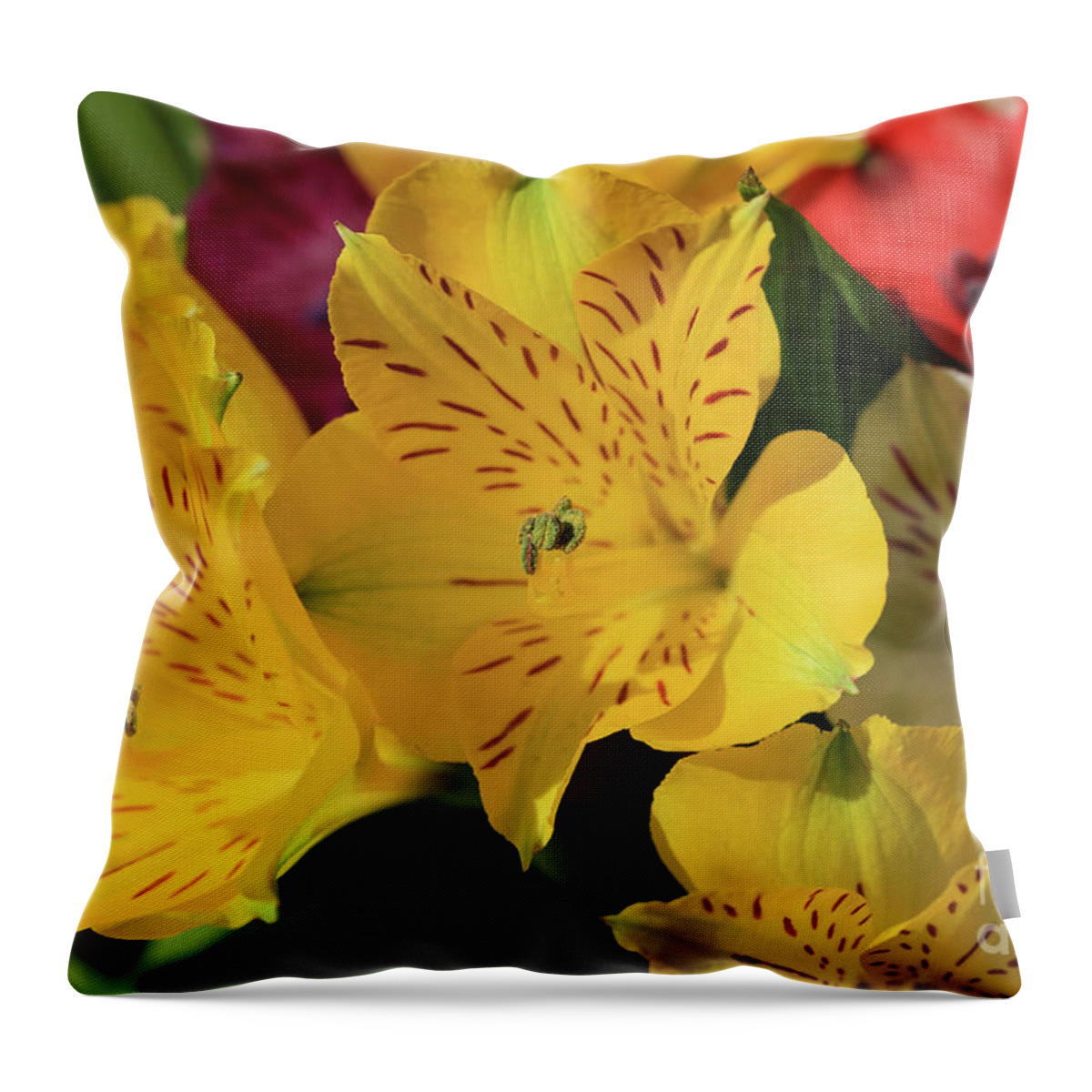 Peruvian Lily Perfection Throw Pillow featuring the photograph Peruvian Lily Perfection by Rachel Cohen