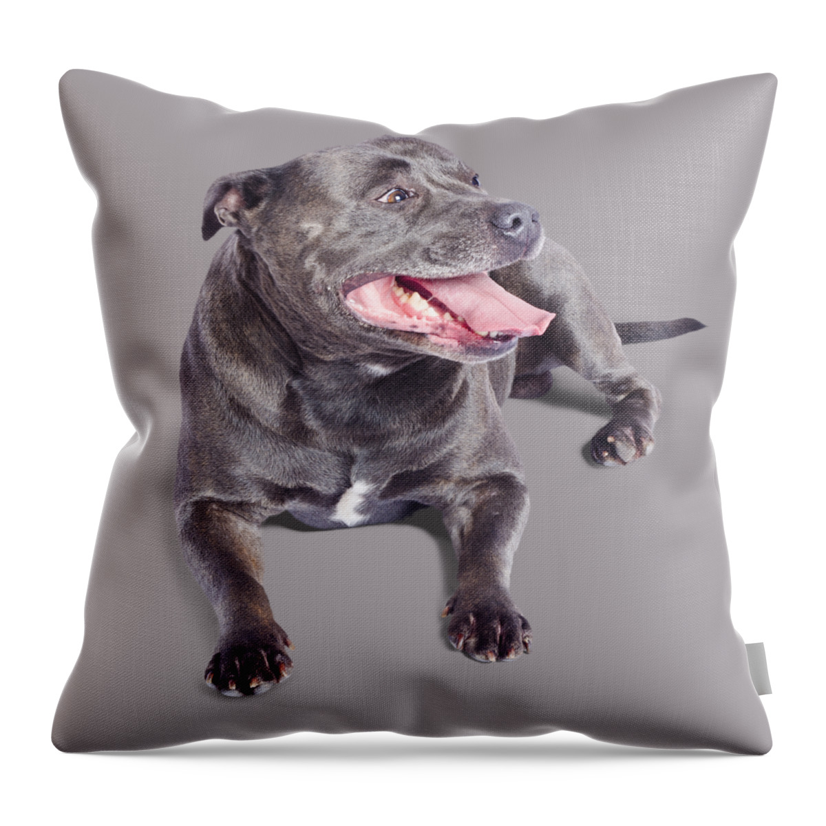 Staffordshire Throw Pillow featuring the photograph Pet Staffordshire Terrier dog by Jorgo Photography