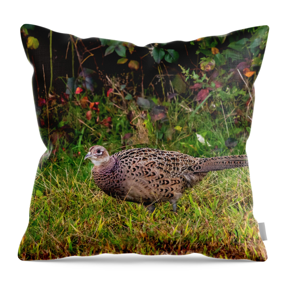 Pheasant Throw Pillow featuring the photograph Pheasant Hen by Cathy Kovarik
