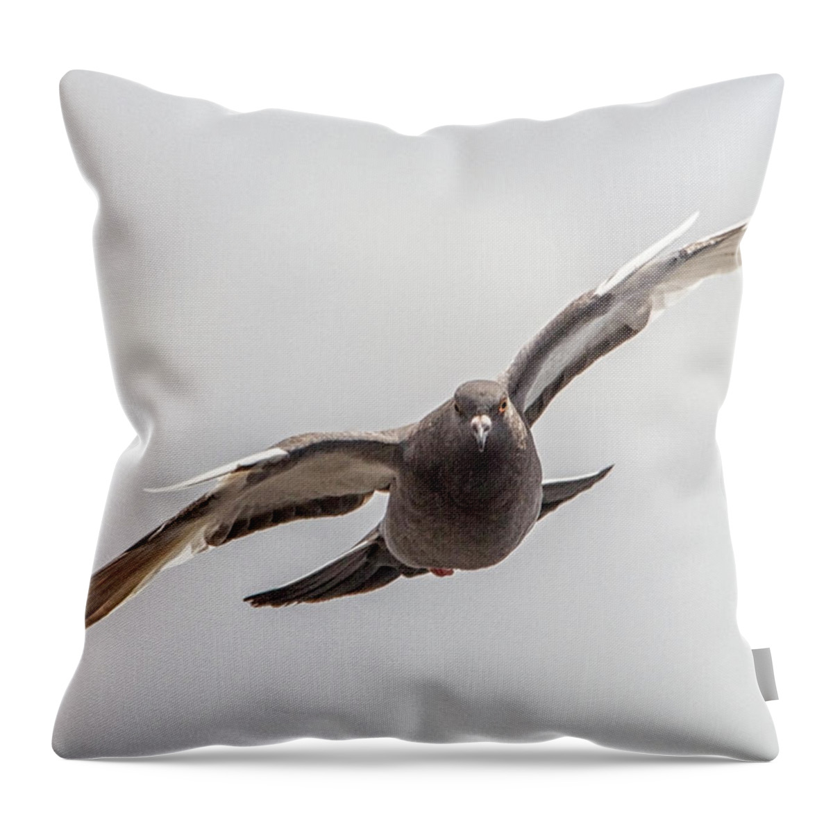 Pigeon In Flight Throw Pillow featuring the photograph Pigeon in Flight by Bob Decker