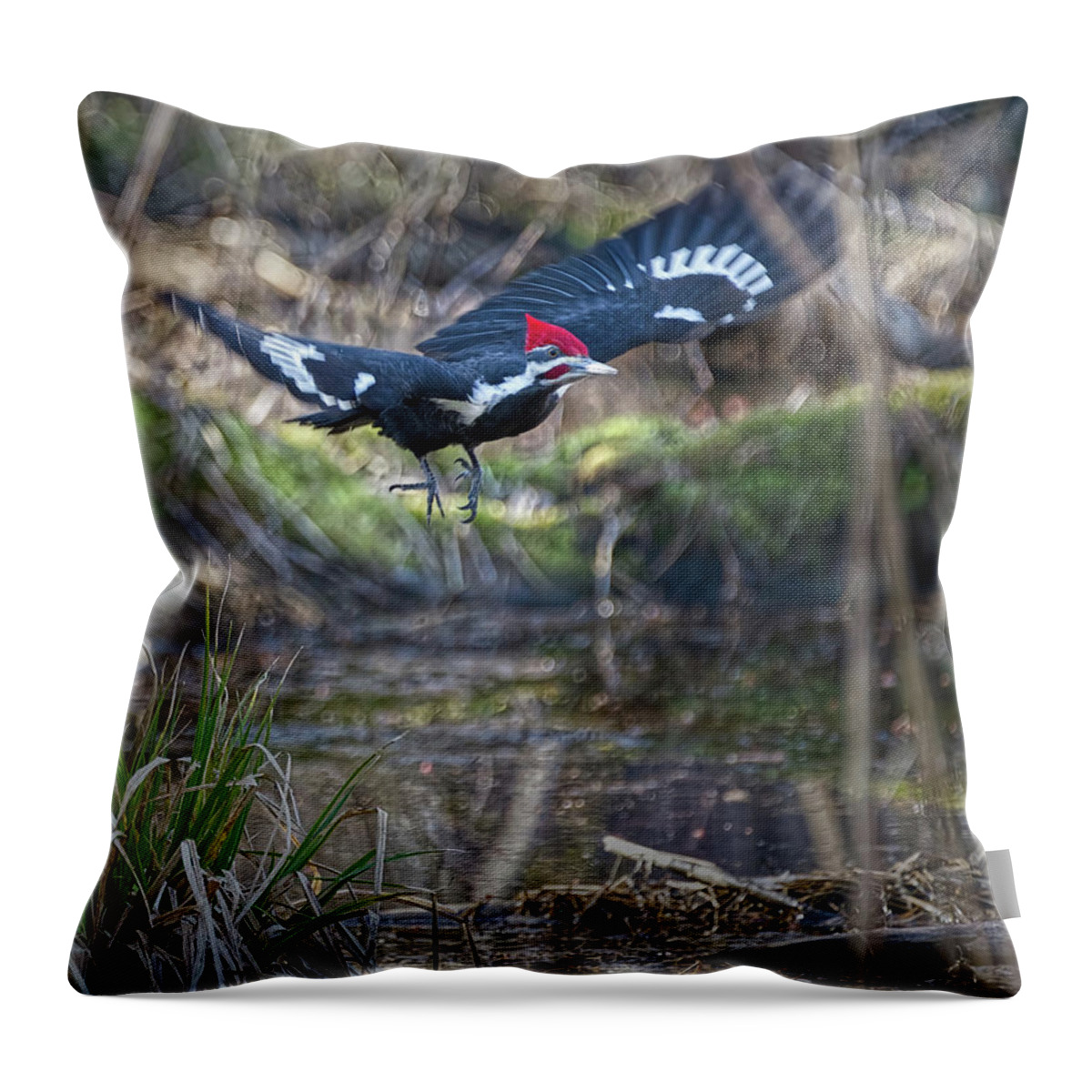 Bird Throw Pillow featuring the photograph Pileated Woodpecker Takes Off-Vertical by Flinn Hackett