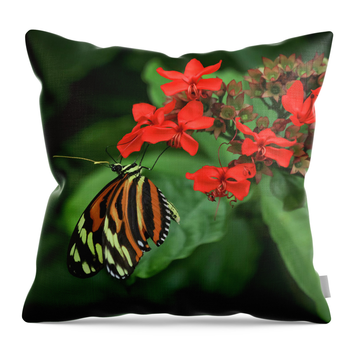 Reid Callaway Clearwing Butterfly Throw Pillow featuring the photograph Pine Mountain GA Callaway Gardens Cecil B Day Butterfly Wildlife Art by Reid Callaway