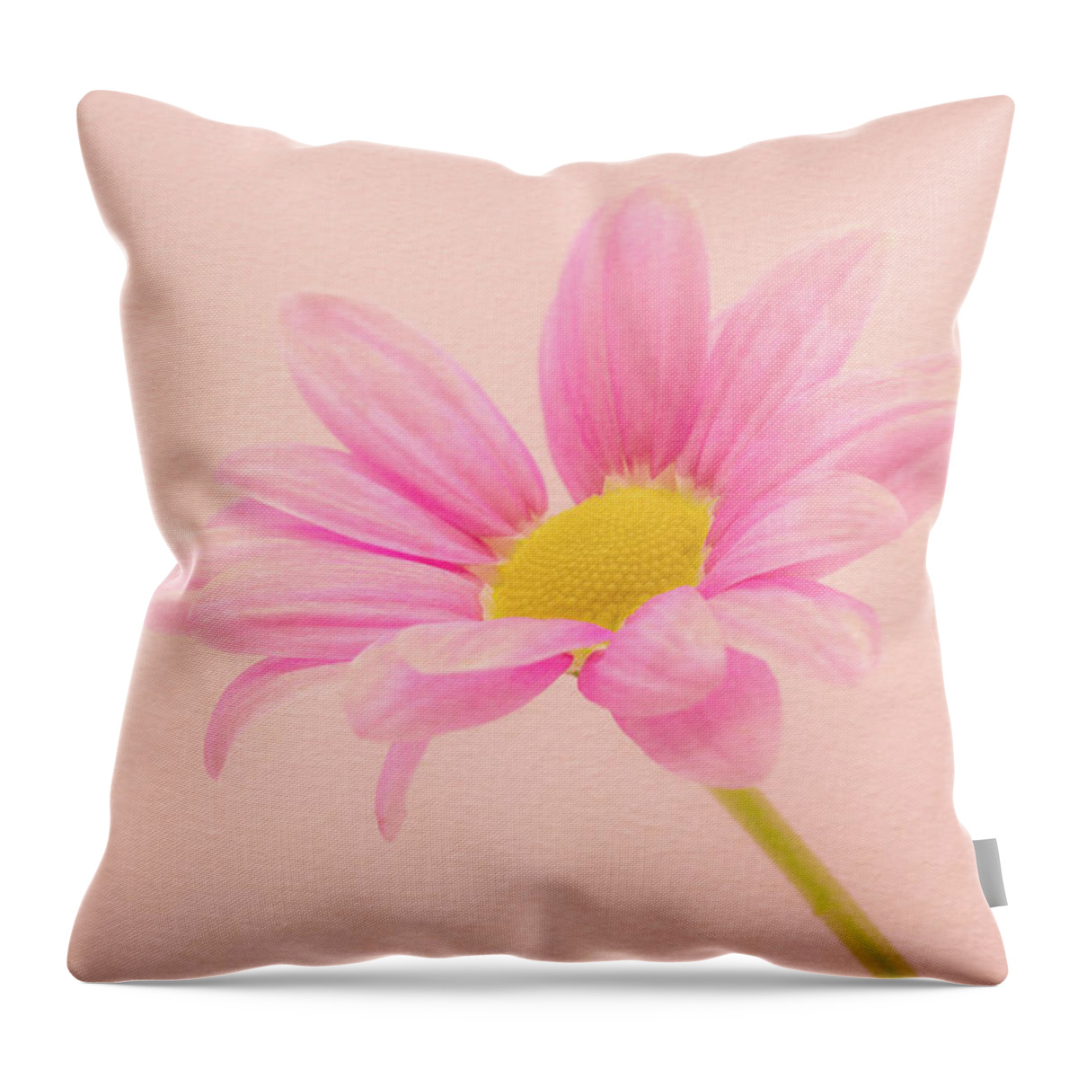 Flower Throw Pillow featuring the photograph Pink Chrysanthemum by Tanya C Smith