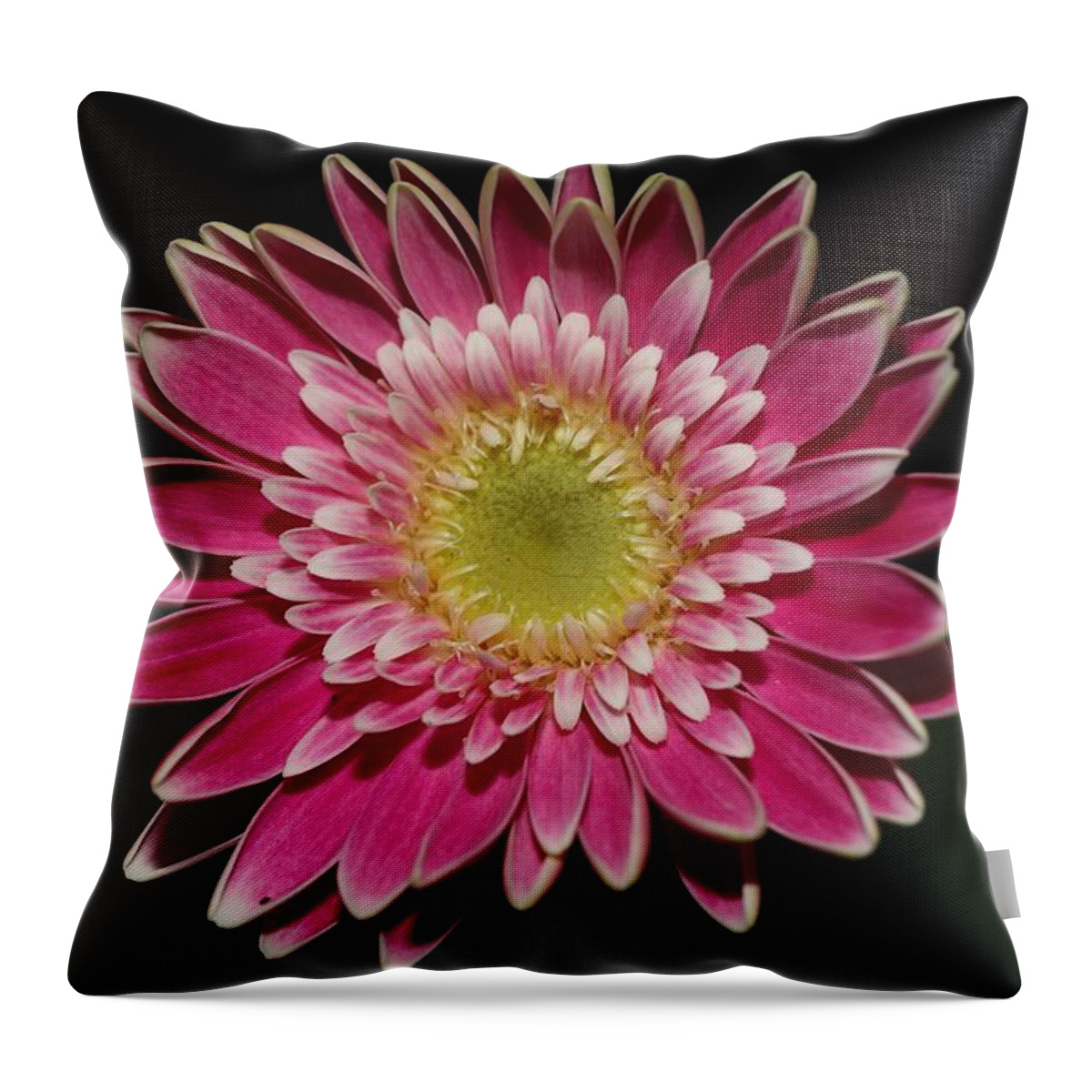 Daisy Throw Pillow featuring the photograph Pink Daisy by Mingming Jiang