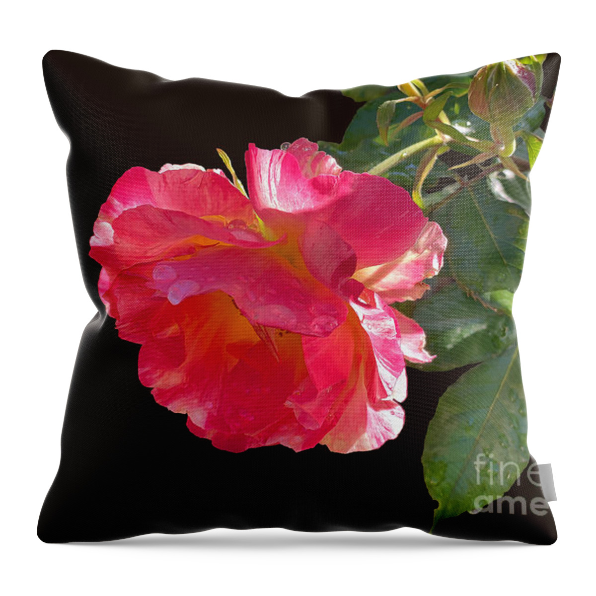 Roses Throw Pillow featuring the photograph Pink Disney Rose out of black by Brian Watt