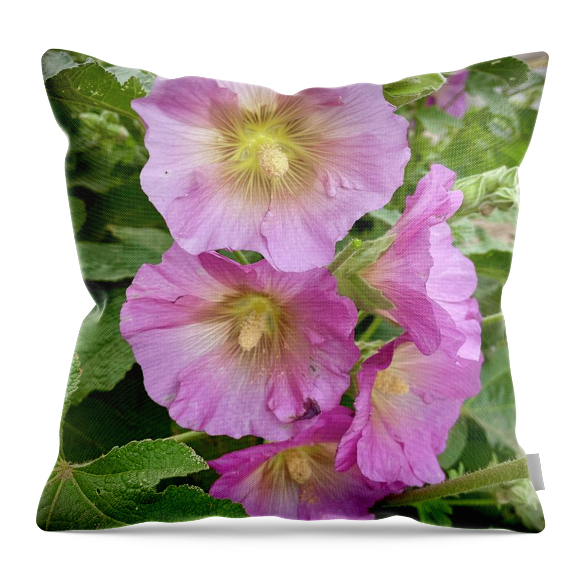 Hollyhocks Throw Pillow featuring the photograph Pink Hollyhocks with Soft Vignette by Carol Groenen