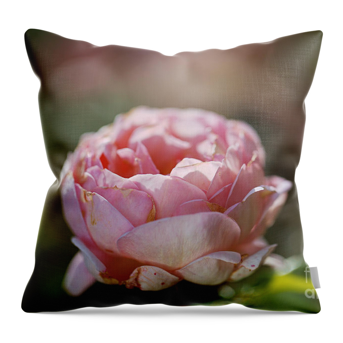 Abraham Darby Rose Flower Throw Pillow featuring the photograph Pink Hue Gold Rose by Joy Watson