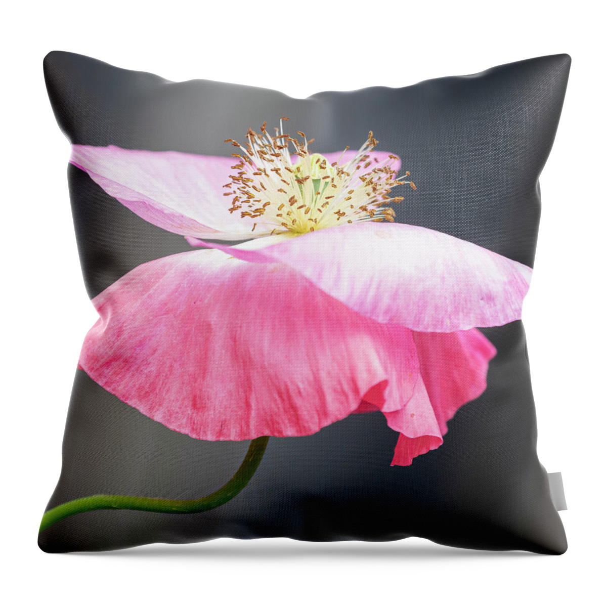 Poppy Throw Pillow featuring the photograph Pink Poppy 2021-2 by Thomas Young