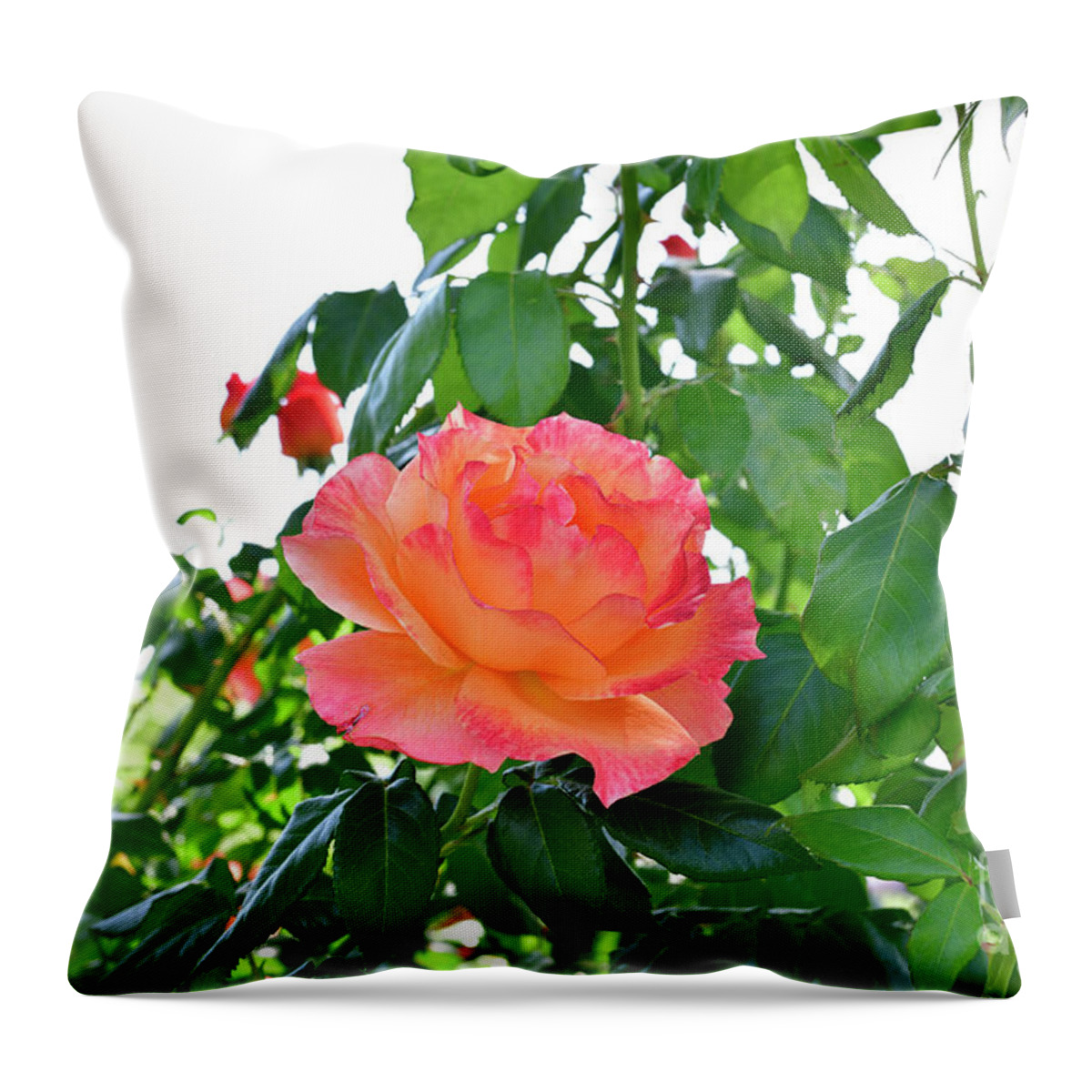 Rose Throw Pillow featuring the photograph Pink Rose in the Stem by Amazing Action Photo Video
