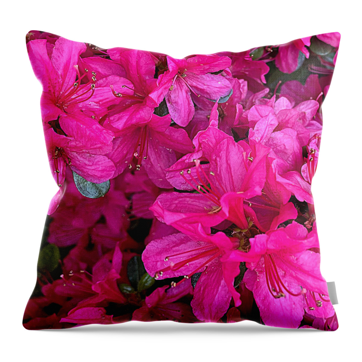 Flower Throw Pillow featuring the photograph Pinker than Pink by Lee Darnell