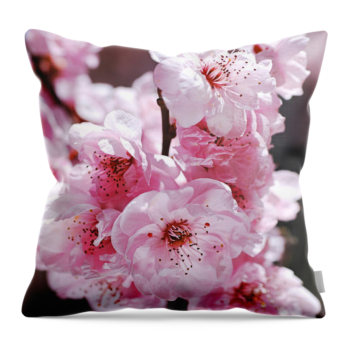 Prunus Blossom Throw Pillow featuring the photograph Pinks of Blossom Prunus by Joy Watson
