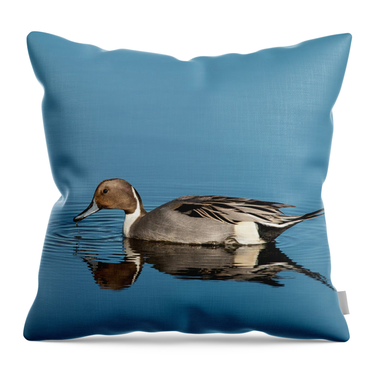 Pintail Throw Pillow featuring the photograph Pintail Reflections by Kristia Adams