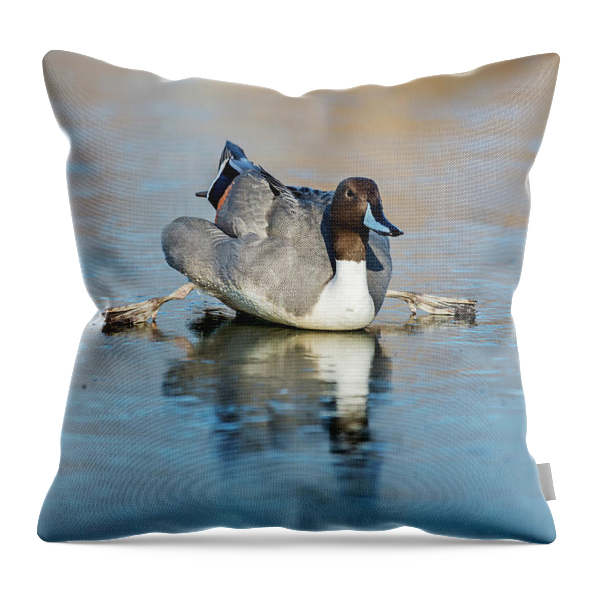 Pintail Throw Pillow featuring the photograph Pintail Spitz by Terry Dadswell