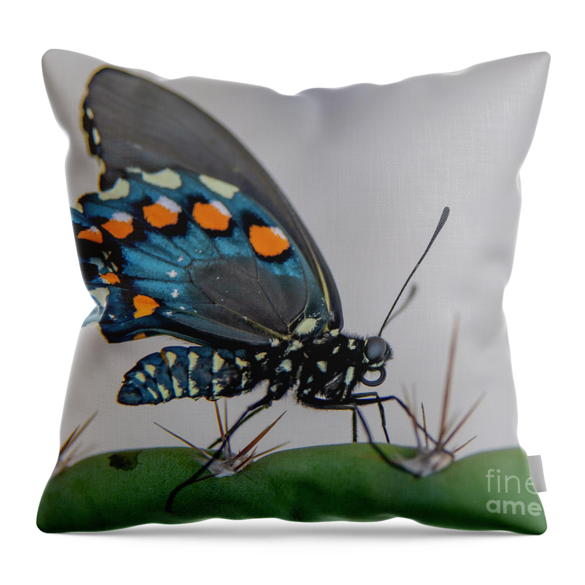 Butterfly Throw Pillow featuring the photograph Pipevine Swallowtail on Cactus by Michael Tidwell