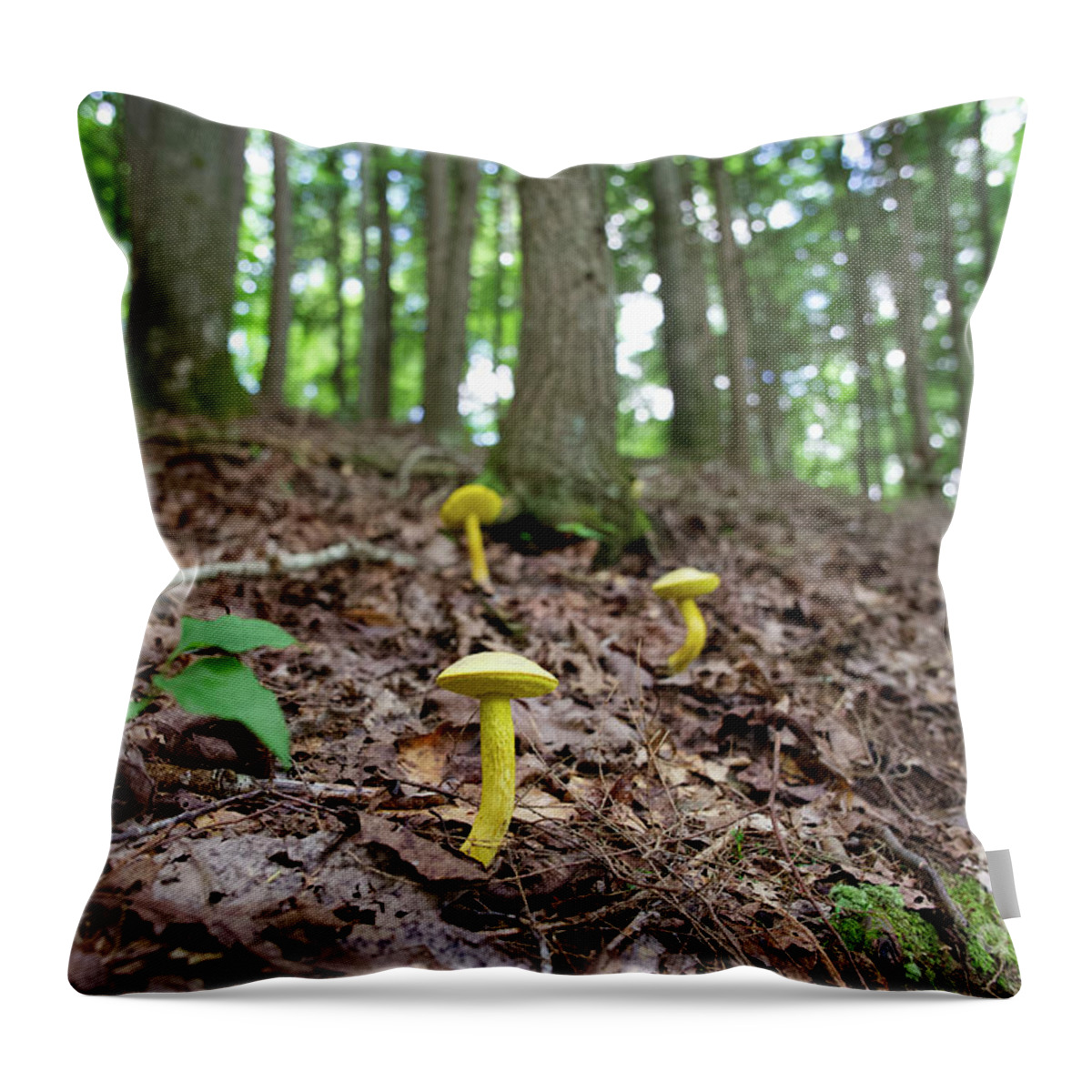 Obed Throw Pillow featuring the photograph Point Trail At Obed 11 by Phil Perkins