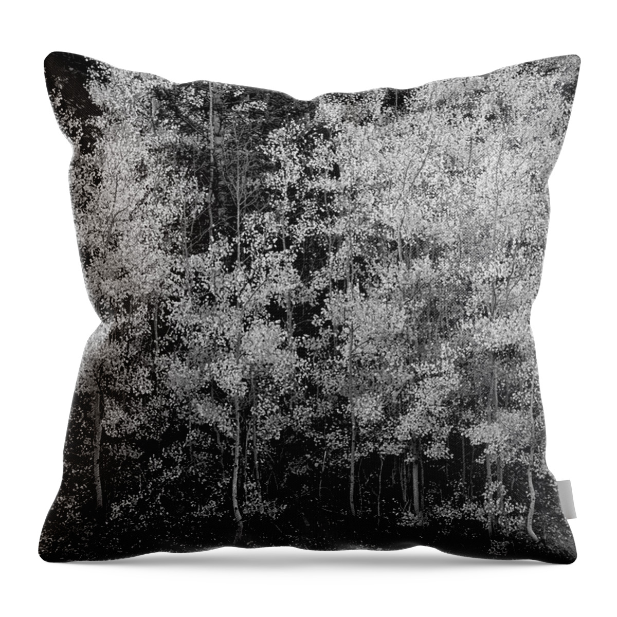 Fall Throw Pillow featuring the photograph Pointillistic Aspens In Black and White by Denise Bush