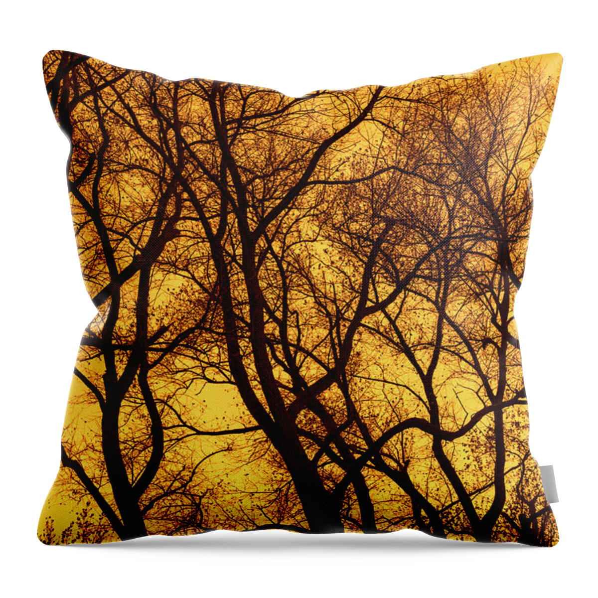 Poplar Throw Pillow featuring the photograph Poplar Trees at Sunset by Arterra Picture Library