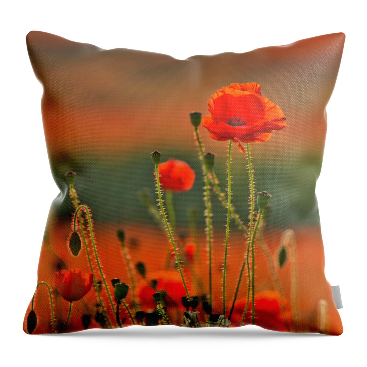 Landscape Throw Pillow featuring the photograph Poppy field 6 by Remigiusz MARCZAK