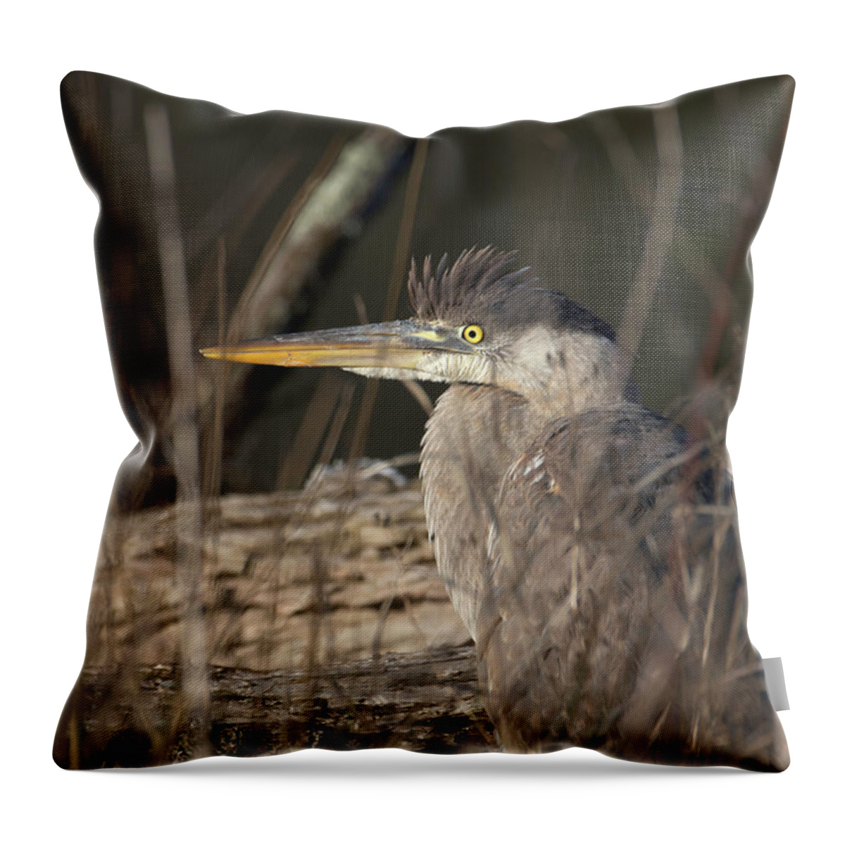 Bird Throw Pillow featuring the photograph Portrait of a Heron by Paul Ross