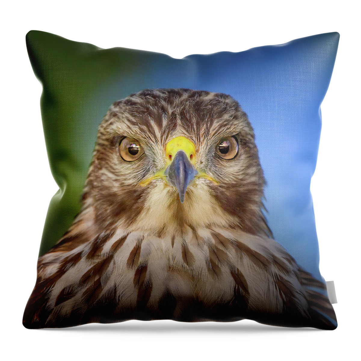 Red Shouldered Hawk Throw Pillow featuring the photograph Portrait of a Raptor by Mark Andrew Thomas