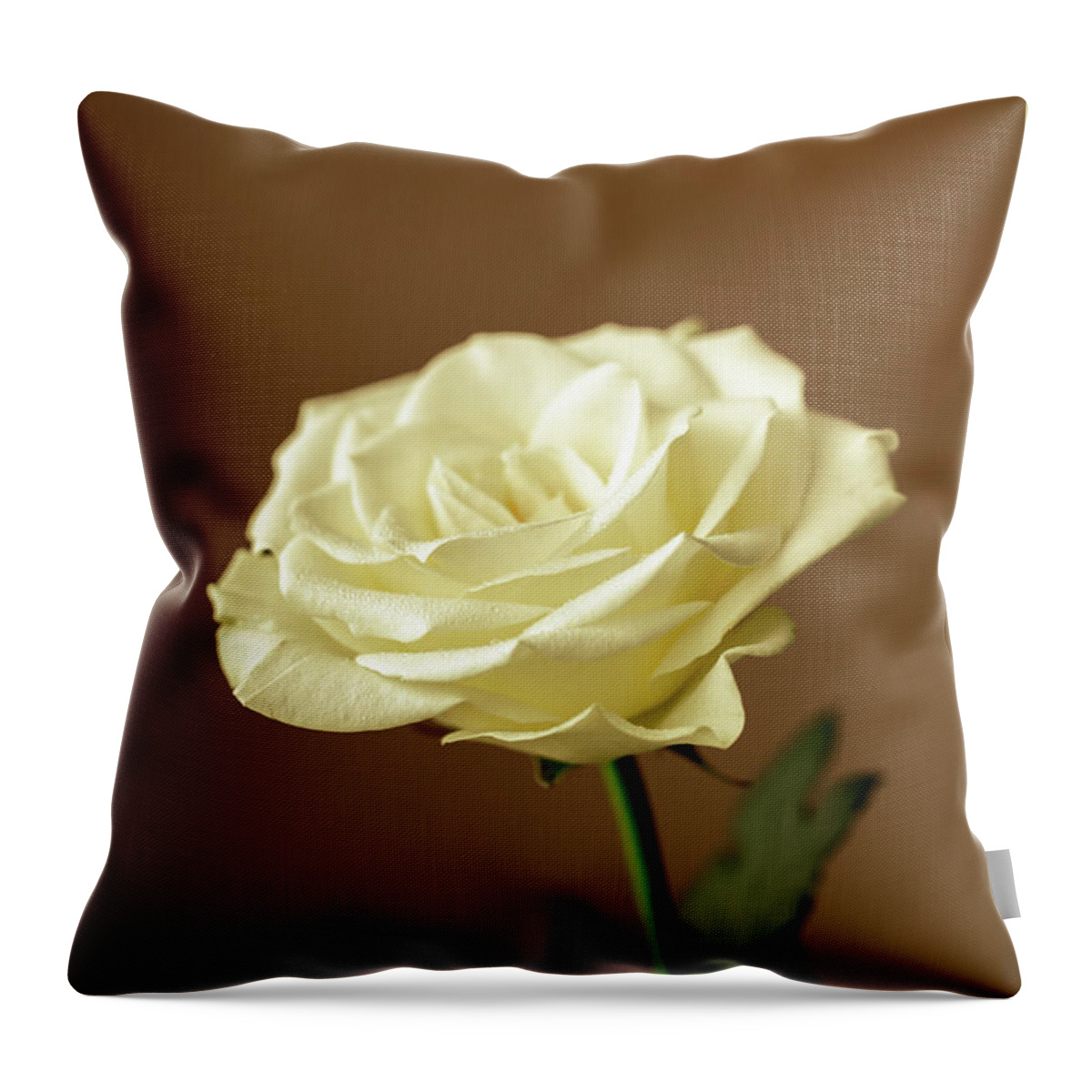 Single Rose Throw Pillow featuring the photograph Portrait Of A Rose by Tanya C Smith