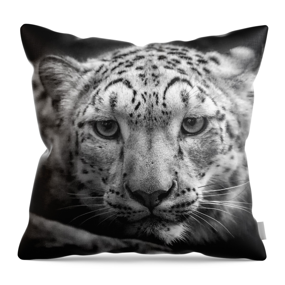 Snow Leopard Throw Pillow featuring the photograph Portrait of a Snow Leopard - b/w by Chris Boulton