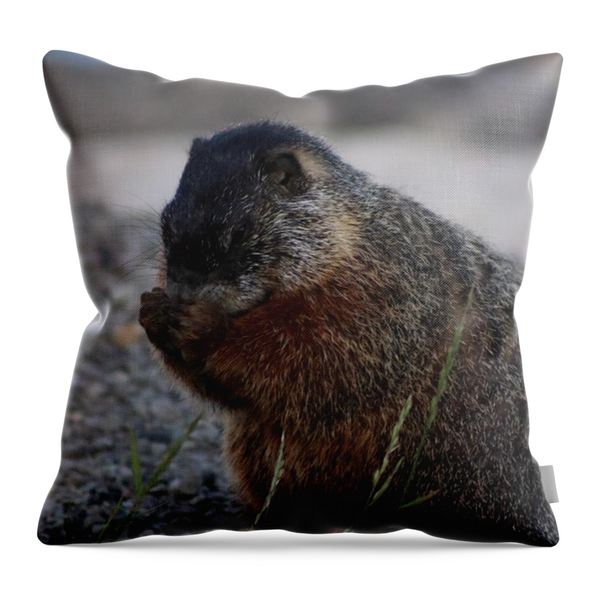Praying Throw Pillow featuring the photograph Prayin' Marmot by Yvonne M Smith