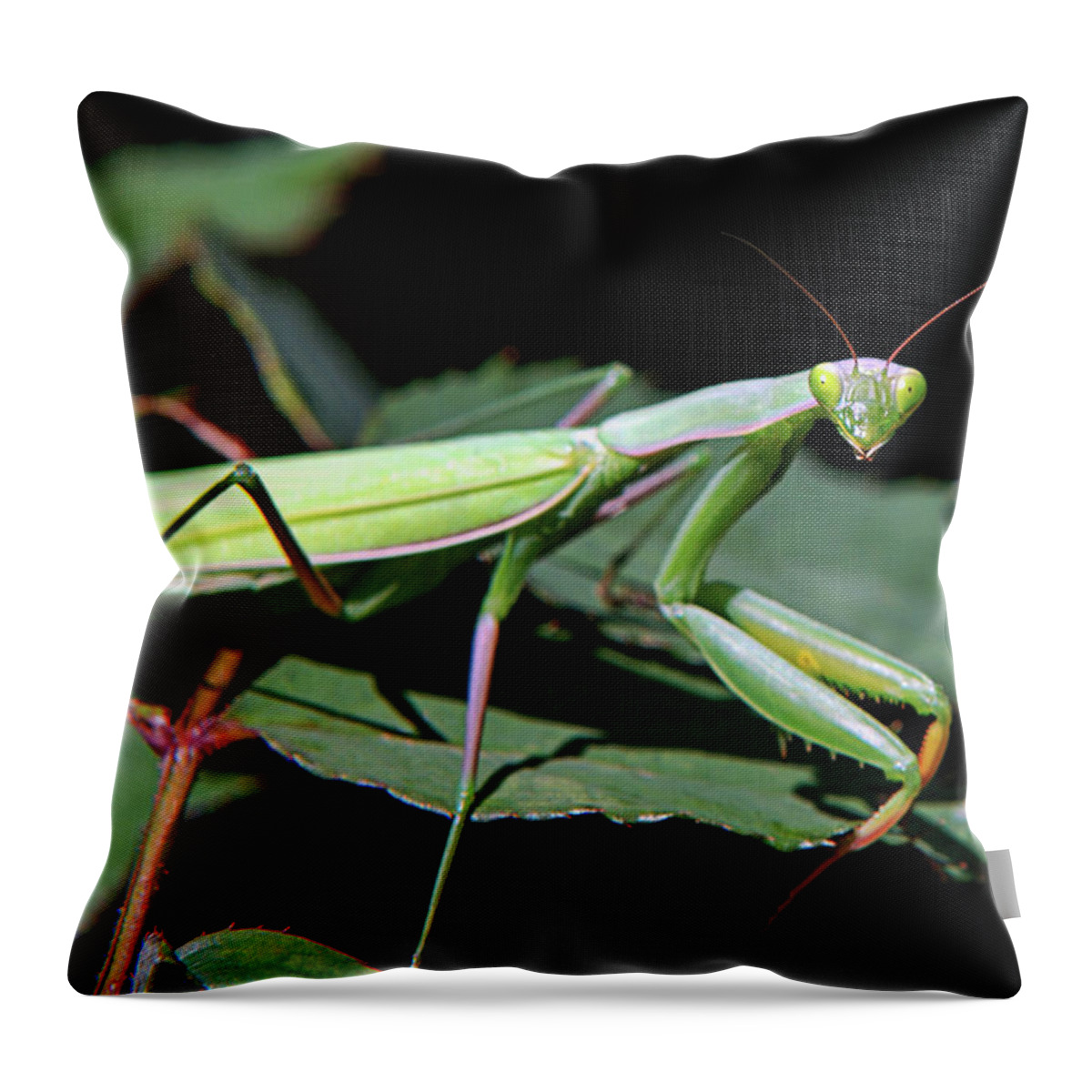 Praying Mantis Throw Pillow featuring the photograph Praying Mantis by Christina Rollo