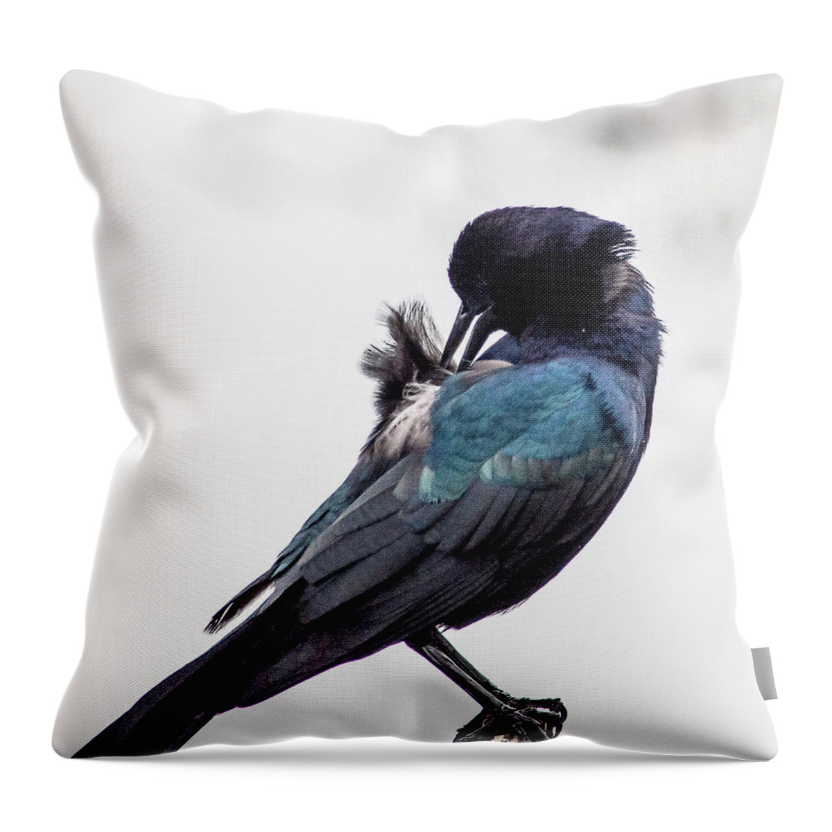 Boat-tailed Grackle Throw Pillow featuring the photograph Preening Male by Norman Johnson