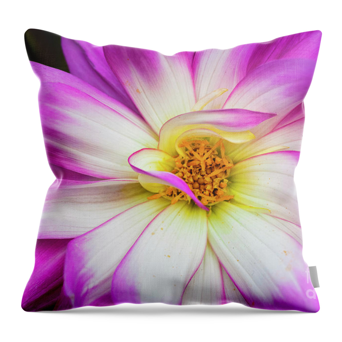 Pink Flower Throw Pillow featuring the photograph Pretty in Pink by Abigail Diane Photography