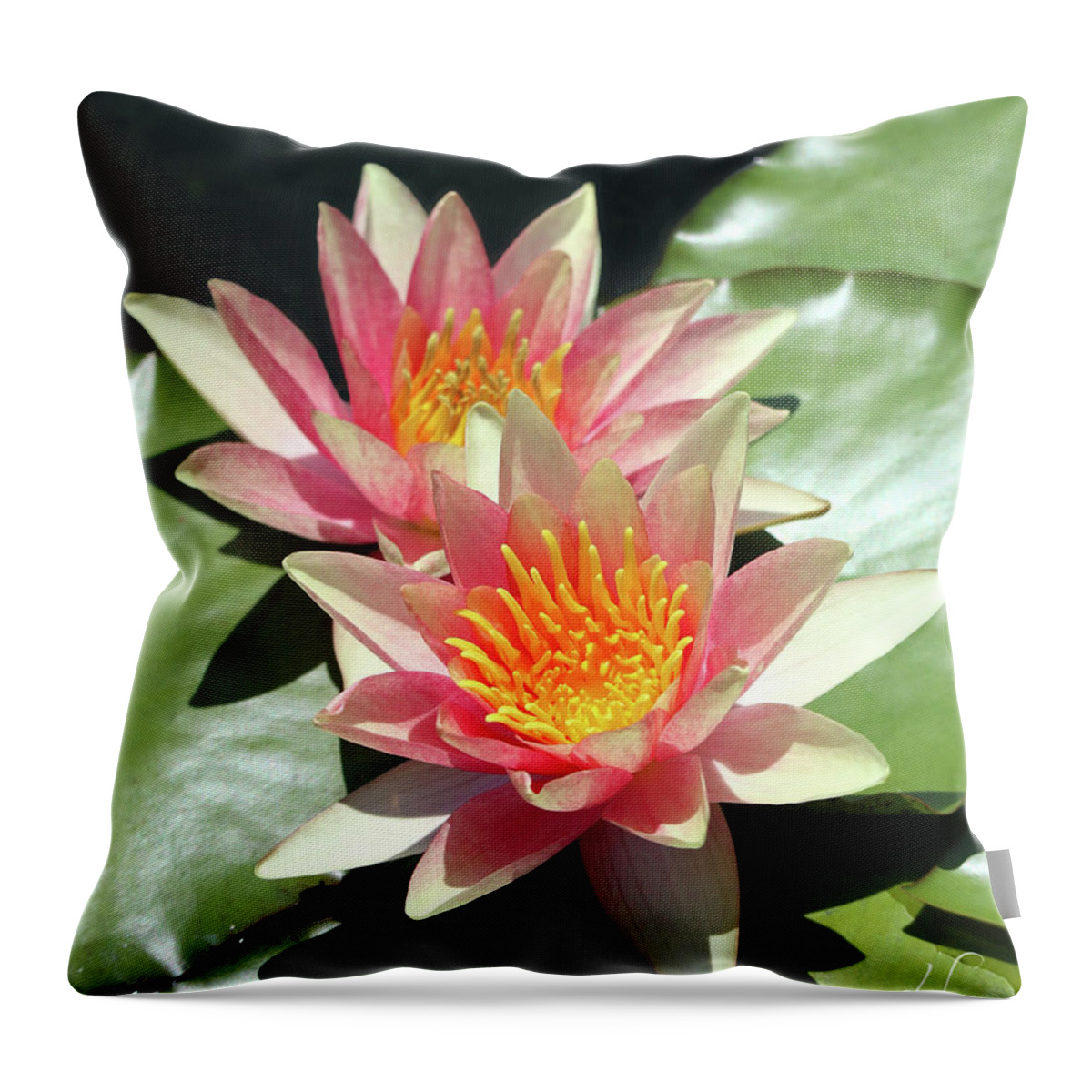 Water Lily Throw Pillow featuring the photograph Pretty Light Pink Water Lilies by D Lee