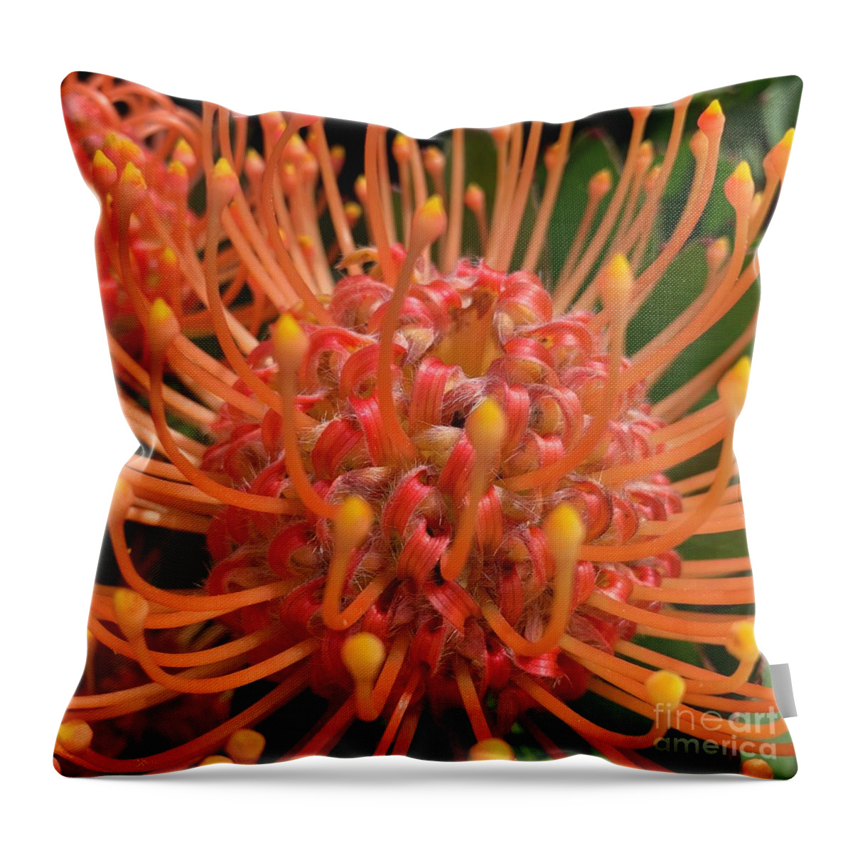 Protea Flower Throw Pillow featuring the photograph Protea Ribbons by Wendy Golden