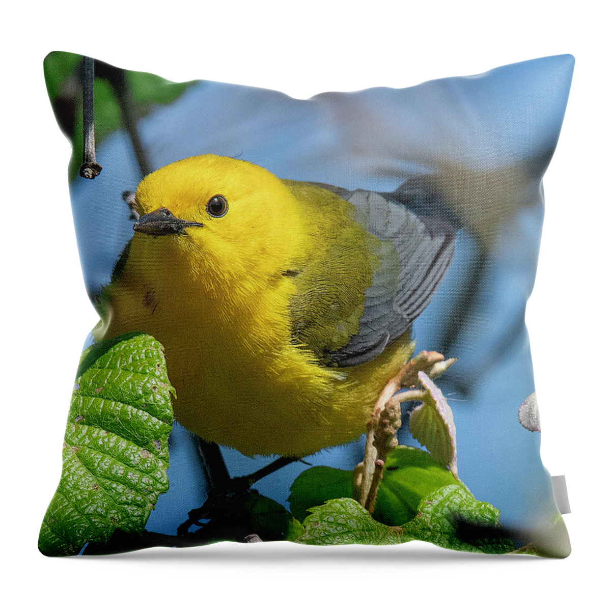 Nature Throw Pillow featuring the photograph Prothonotary Warbler DSB0373 by Gerry Gantt