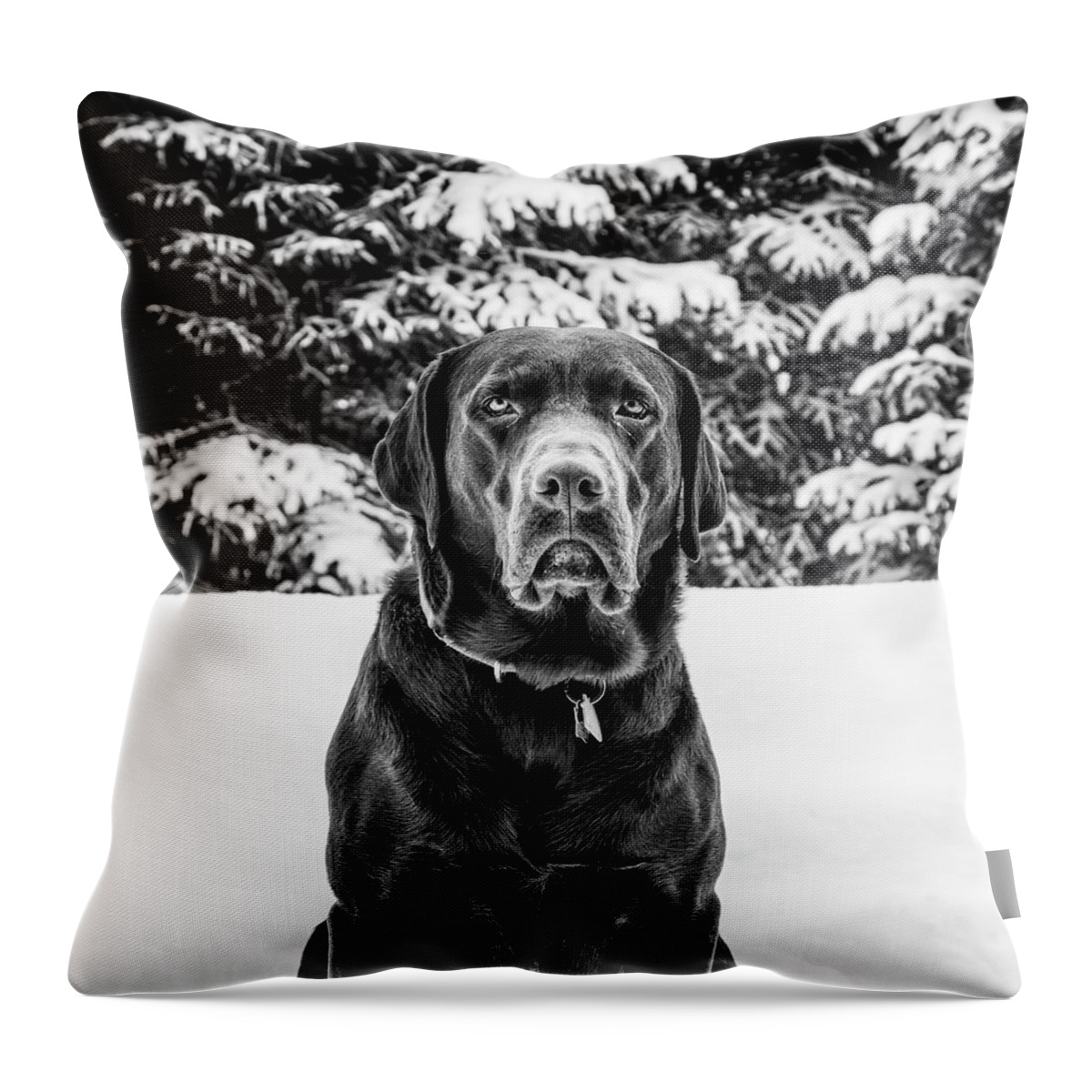 Snow Throw Pillow featuring the painting Puka by Mango Art