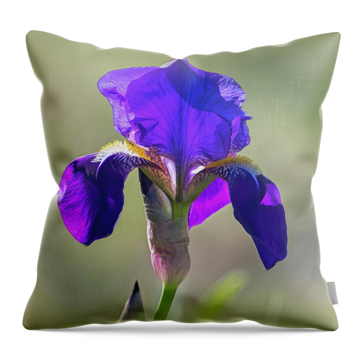 Purple Bearded Wild Iris Throw Pillow featuring the photograph Purple Bearded Wild Iris by Debra Martz