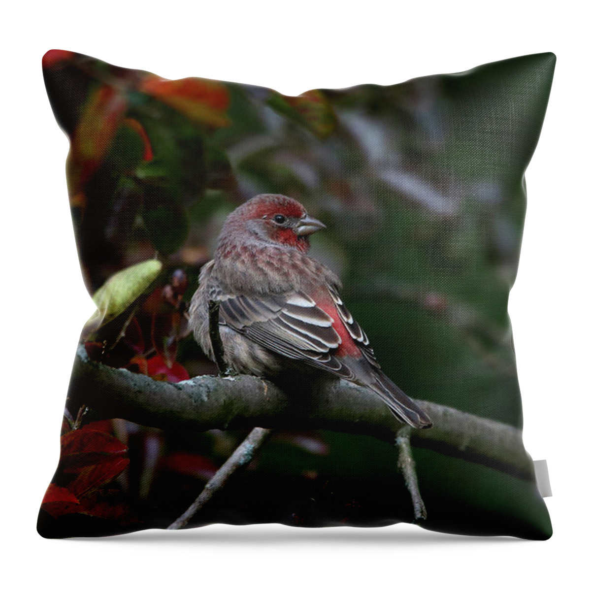 Birds Throw Pillow featuring the photograph Purple Finch Enjoying a Fall Day by Trina Ansel