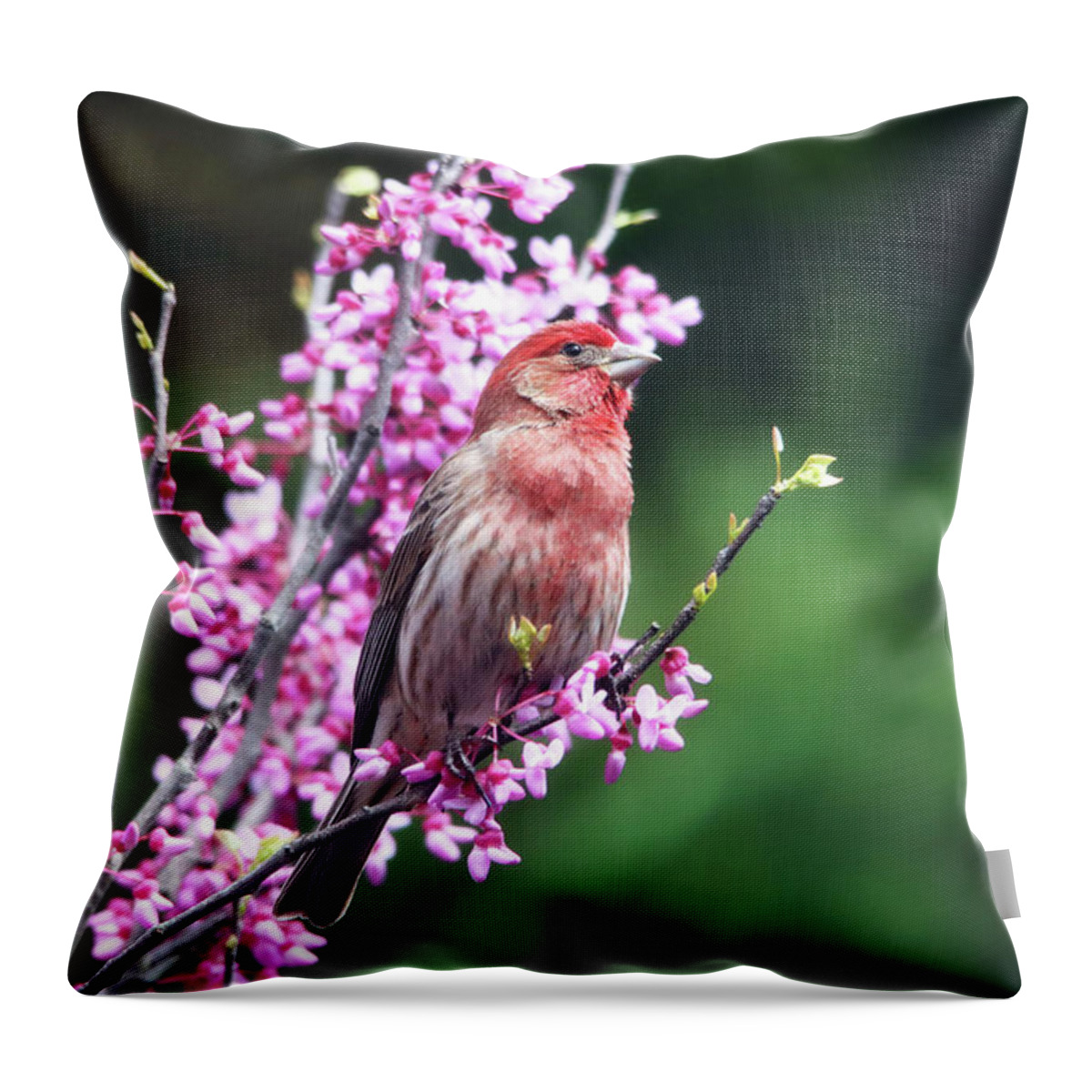 Birds Throw Pillow featuring the photograph Purple Finch in the Redbud Tree by Trina Ansel