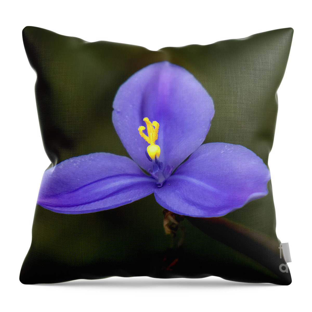 Australia Throw Pillow featuring the photograph Purple Flag - Patersonia Occidentalis 2 by Elaine Teague