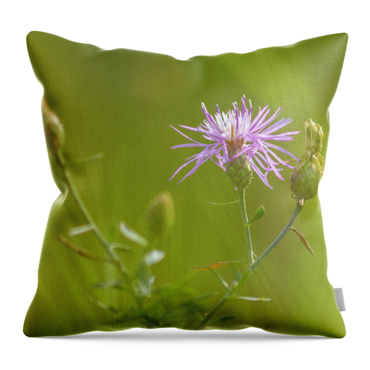 Purple Flower Throw Pillow featuring the photograph Purple Flower by David Morehead