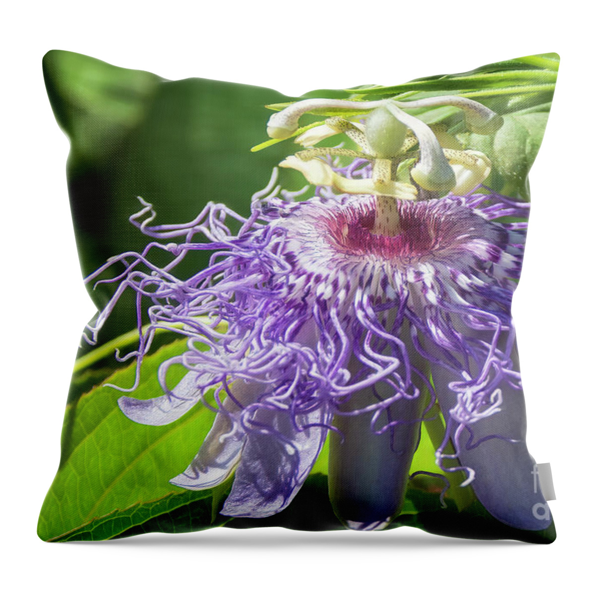 Purple Passion Throw Pillow featuring the photograph Purple Passion by Lorraine Cosgrove