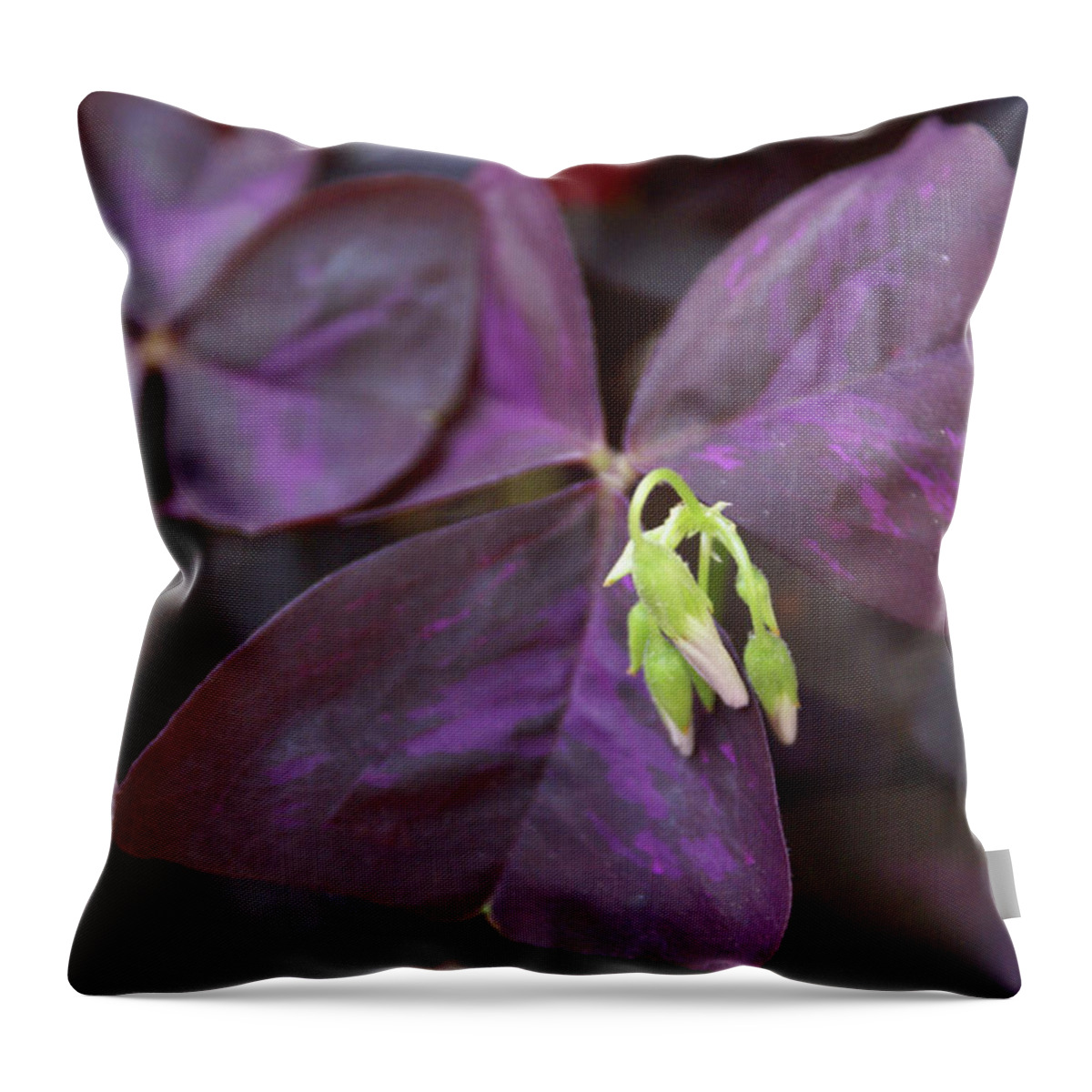  Throw Pillow featuring the photograph Purple Shamrock Buds by Heather E Harman