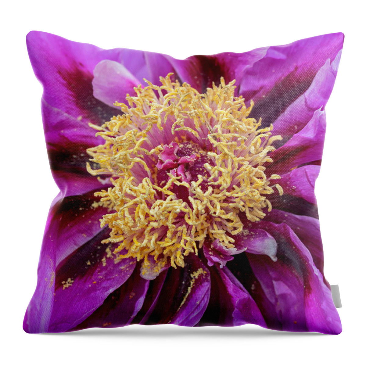 Flower Throw Pillow featuring the photograph Purple Tree Peony by Dawn Cavalieri