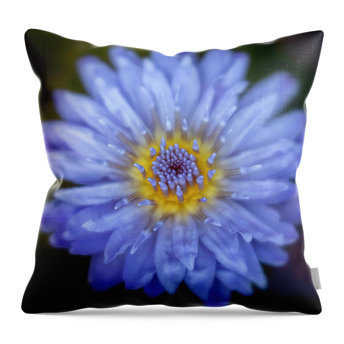 Gardens Throw Pillow featuring the photograph Purple Water Lily Square by Teresa Wilson