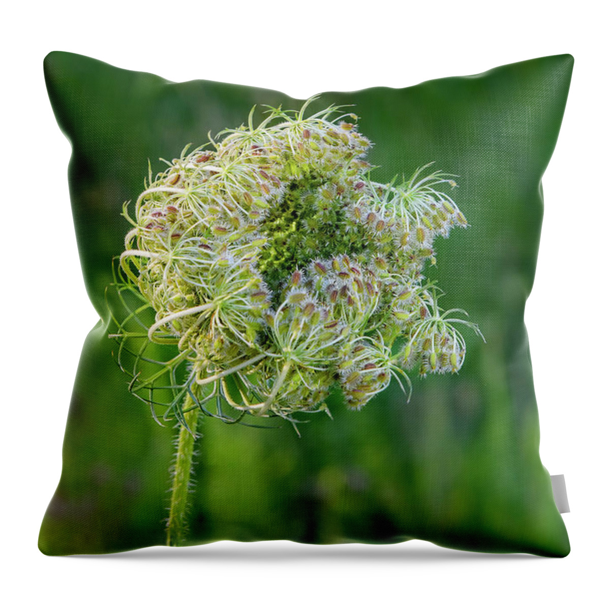 Flowers Throw Pillow featuring the photograph Queen Annes Lace Flower Cluster by Fon Denton