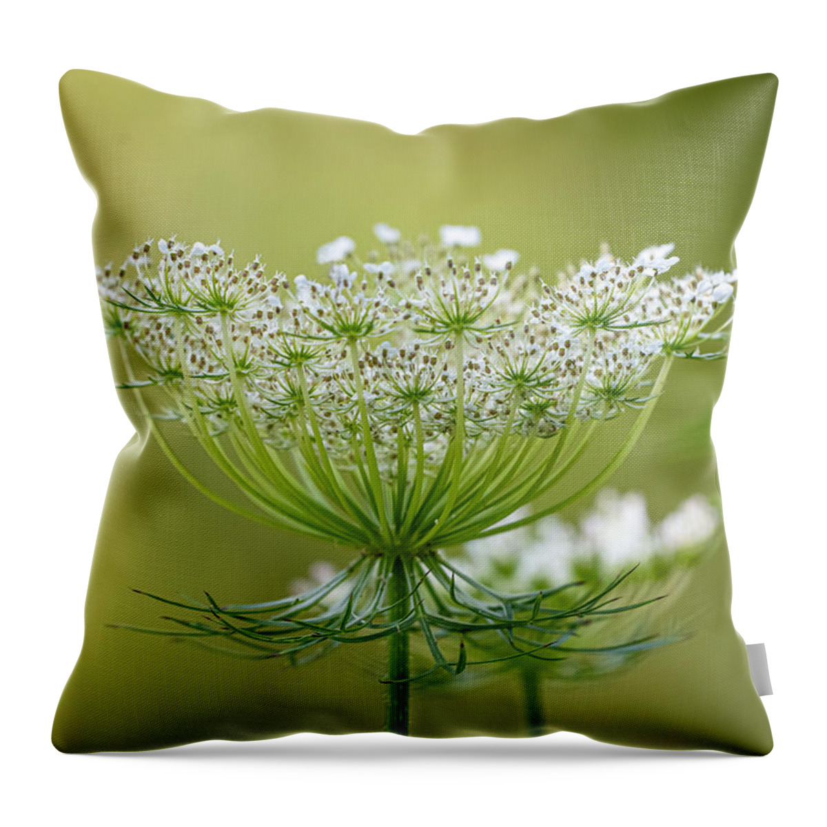 Wildflower Throw Pillow featuring the photograph Queen Anne's Lace is Going to Seed by Linda Bonaccorsi