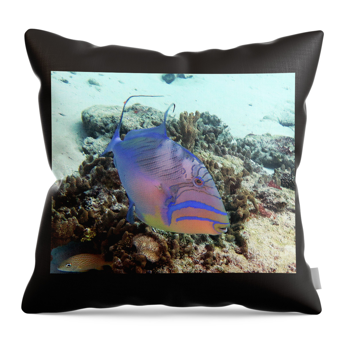 Underwater Throw Pillow featuring the photograph Queen Triggerfish 4 by Daryl Duda